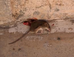 unglydeadforthesmallmouse